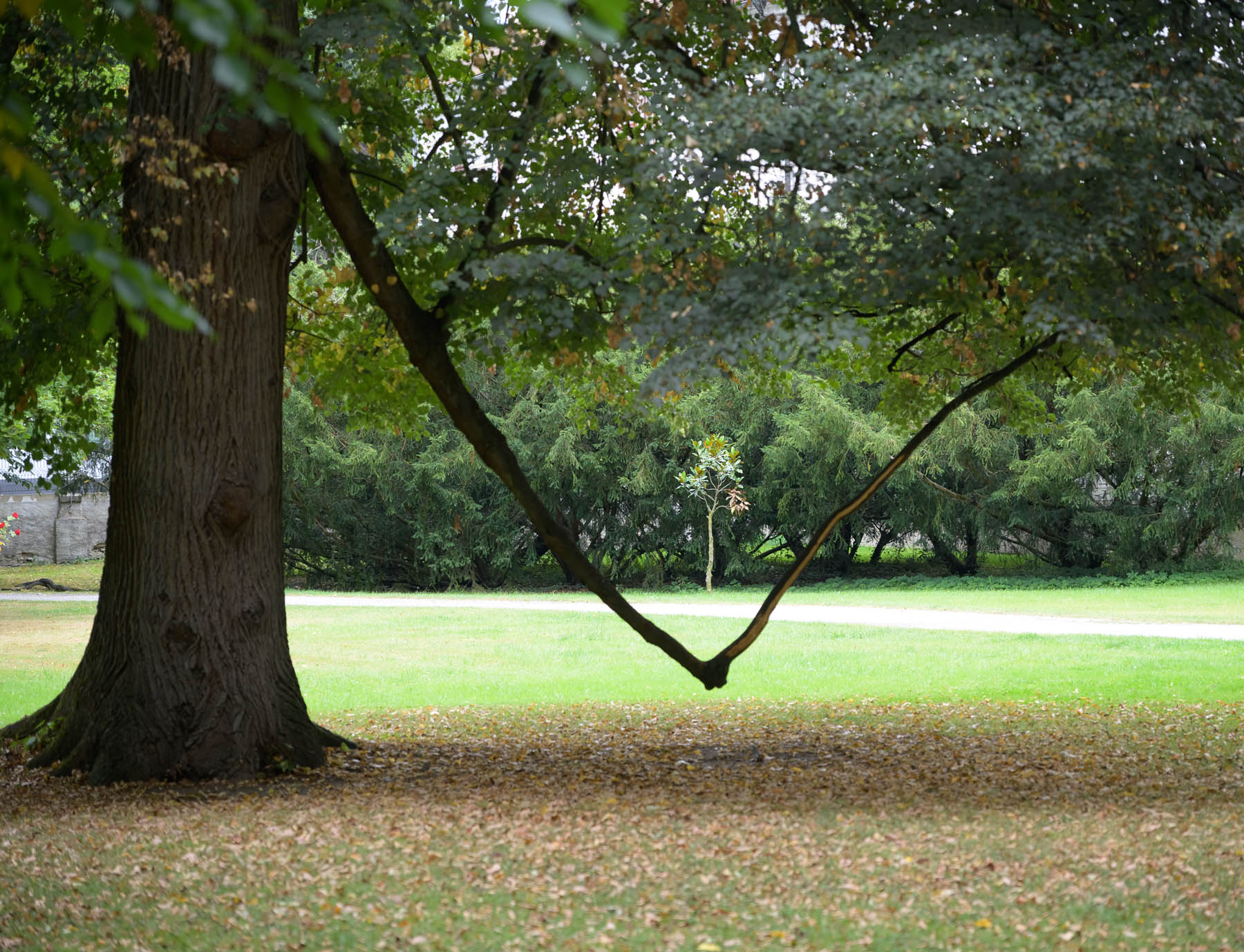 DSC_5988