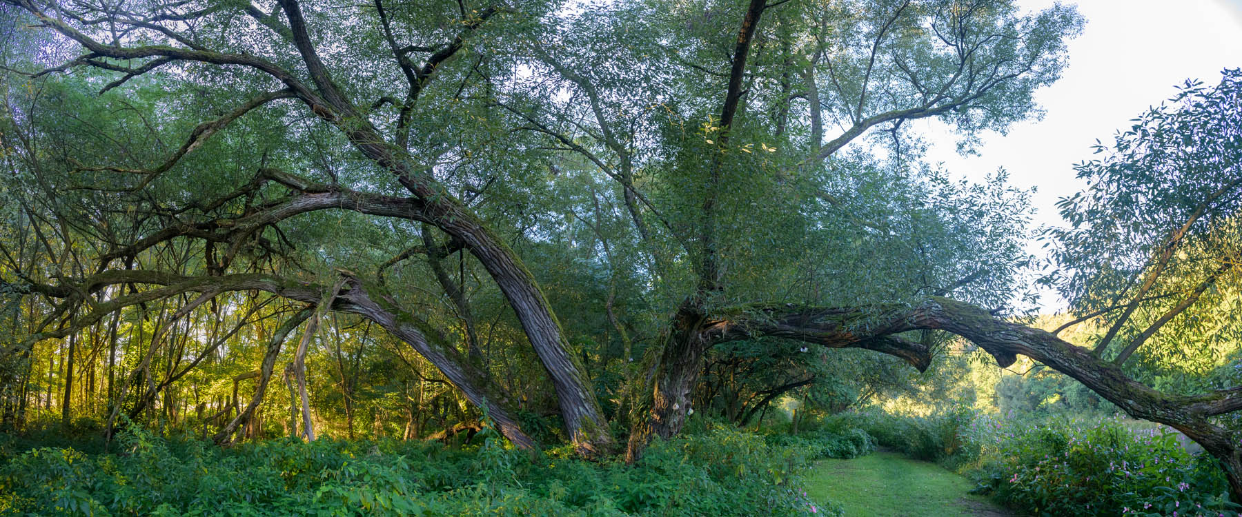 DSC_6371-Panorama