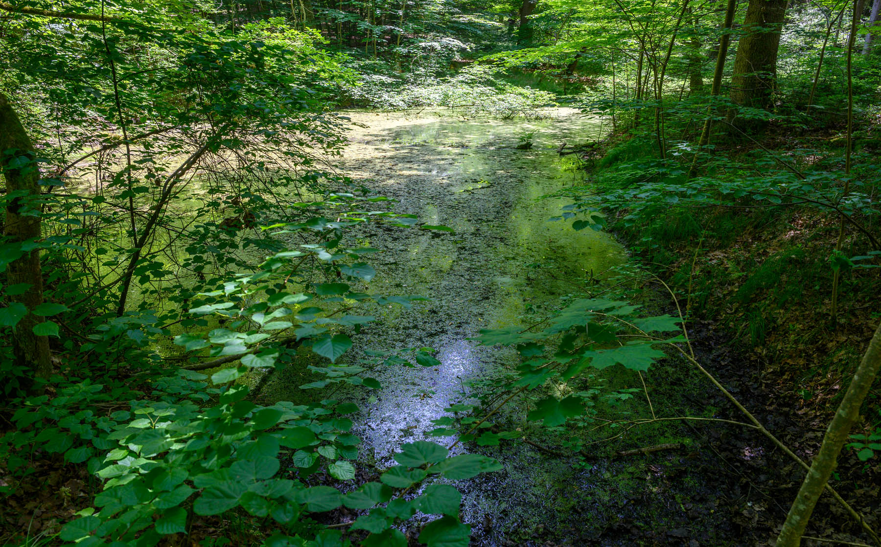 DSC_3208-Panorama