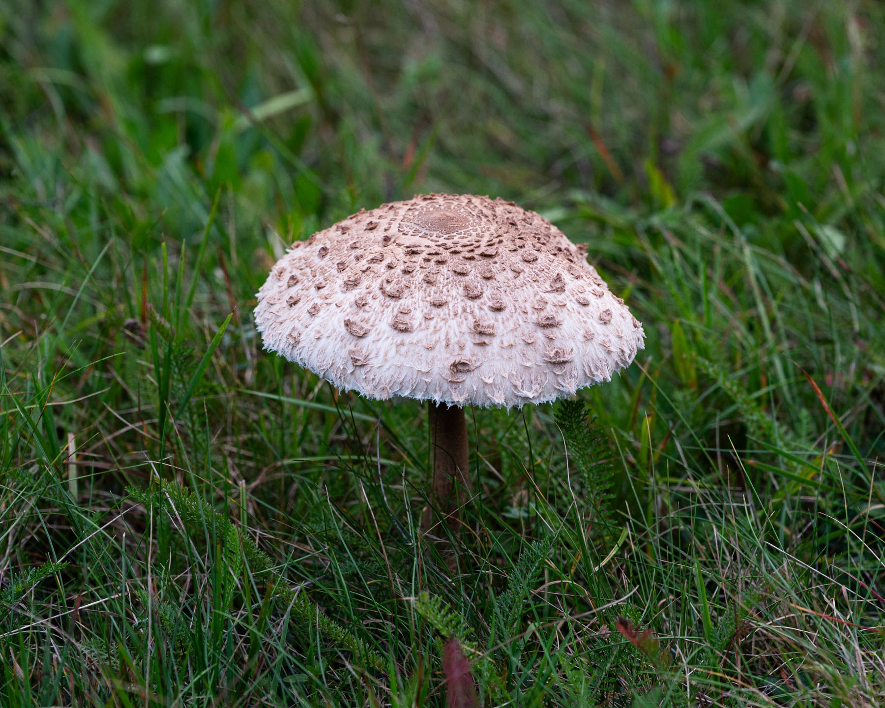 DSC_4719